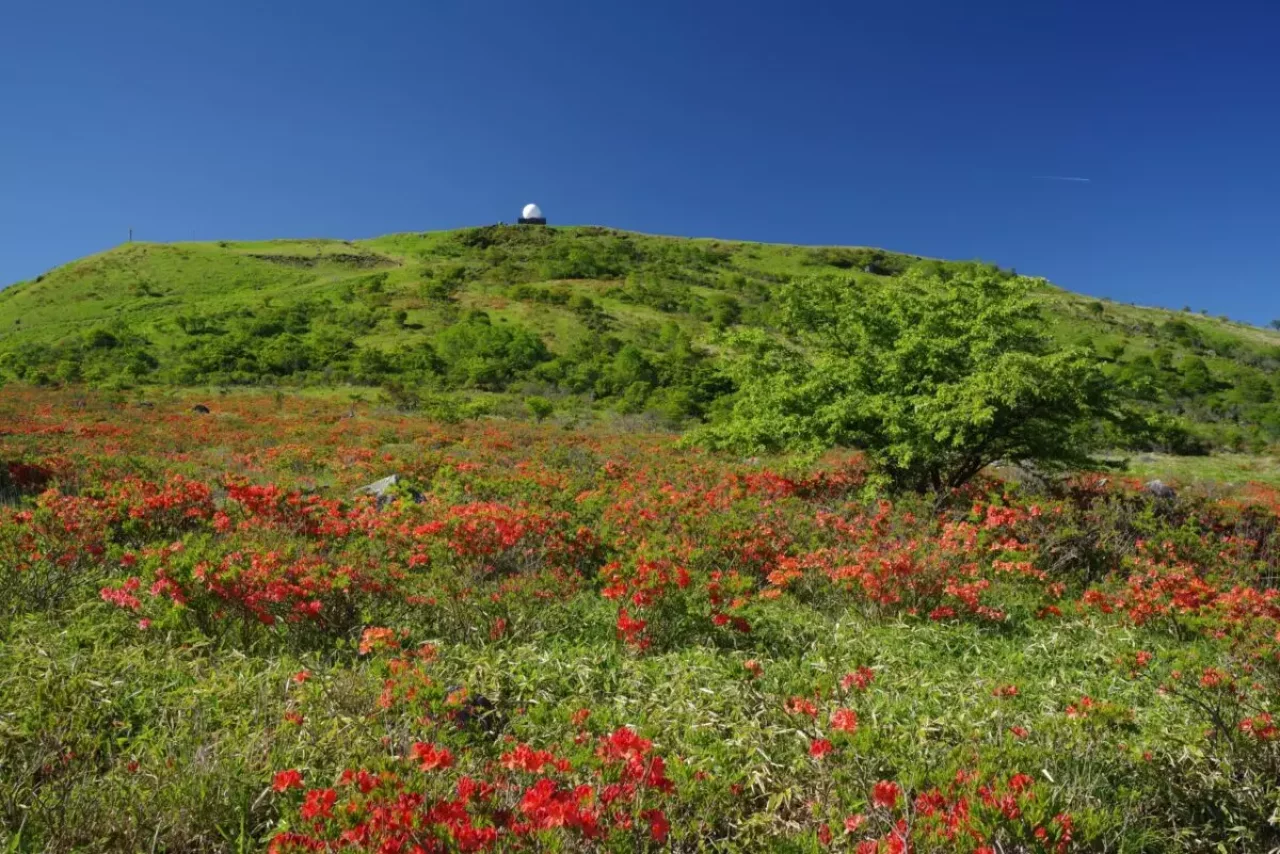 霧ヶ峰 登山 ツツジ