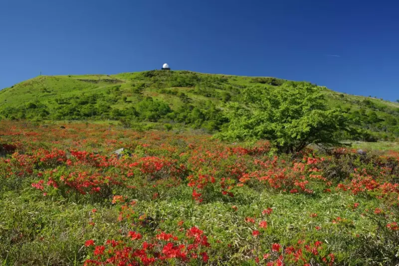 霧ヶ峰 登山 ツツジ
