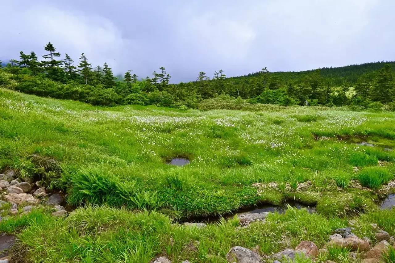 西吾妻山の湿原に咲くワタスゲの群生