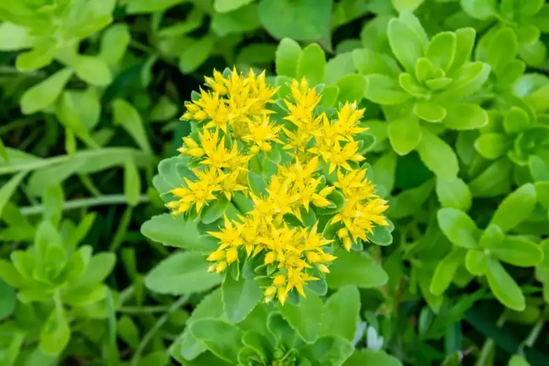 伊吹山 植物 キリンソウ