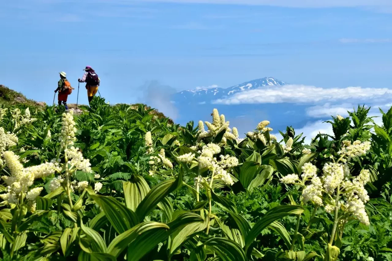 月山に咲くコバイケイソウ