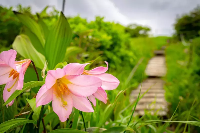 ヒメサユリ(オトメユリ)