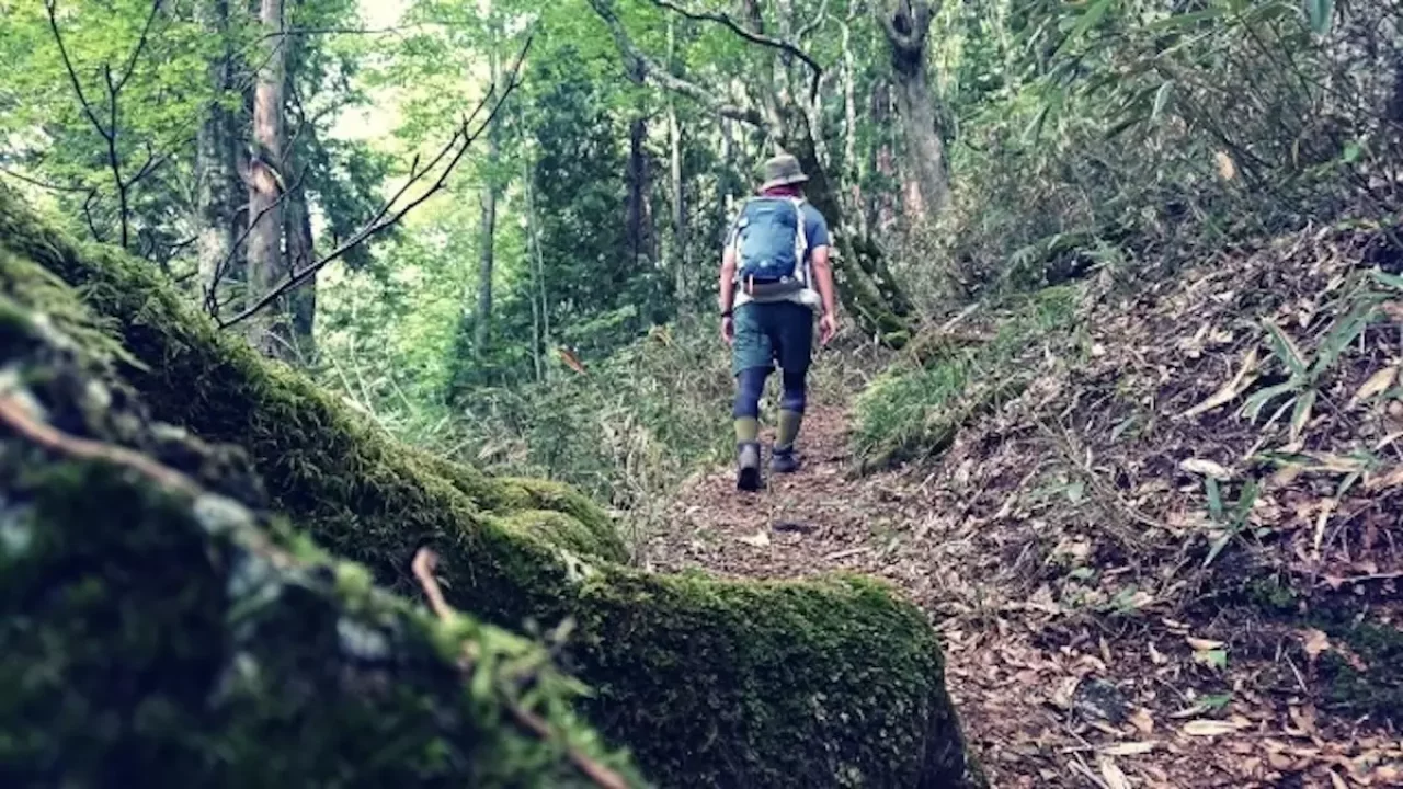 飯能アルプス 登山 大高山登山道