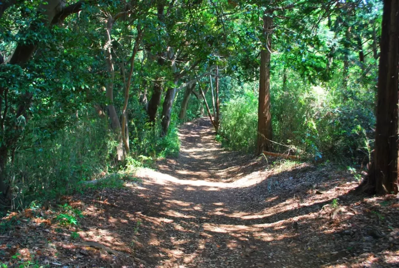 大平山 登山 登山道