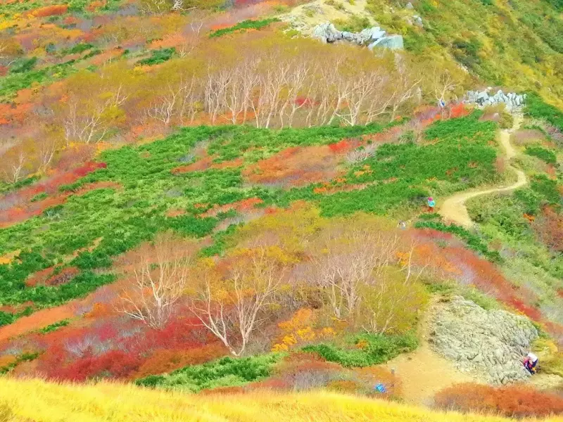 大朝日岳 登山道
