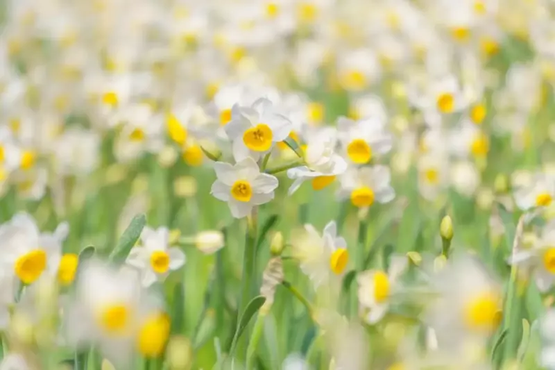 春山 登山 おすすめ スイセン