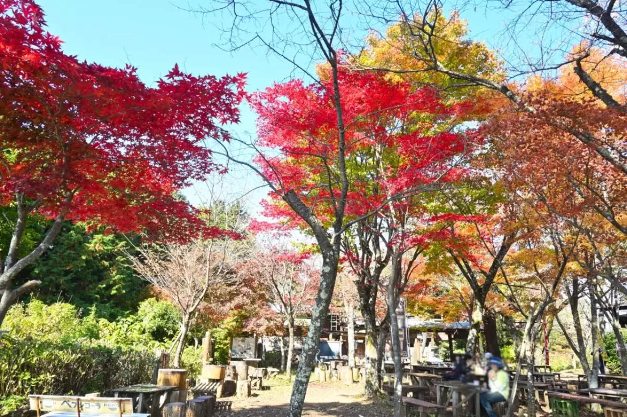 低山 関東 おすすめ 登山 紅葉