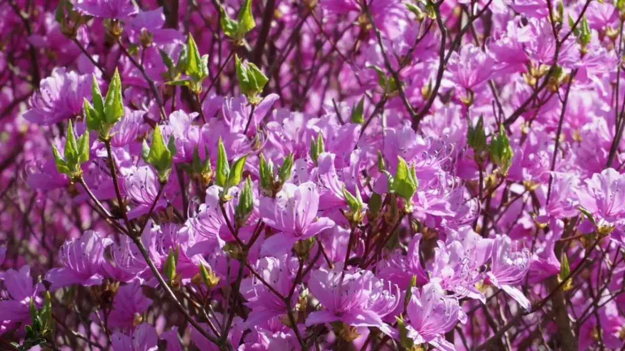 春山 登山 おすすめ ツツジ