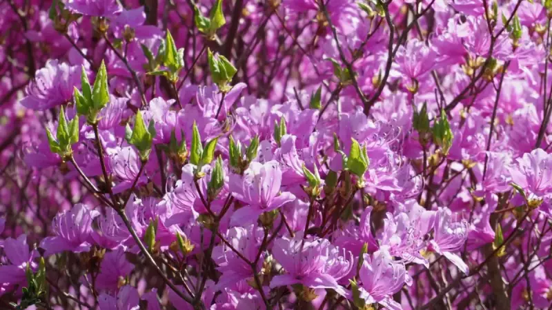 春山 登山 おすすめ ツツジ