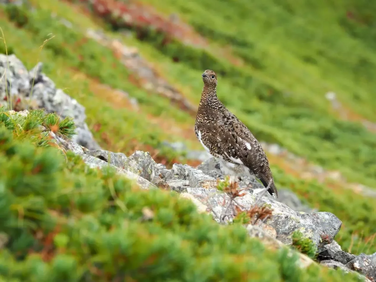 蝶ヶ岳 ライチョウ