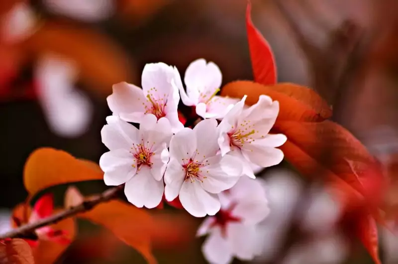 春山 登山 おすすめ ヤマザクラ
