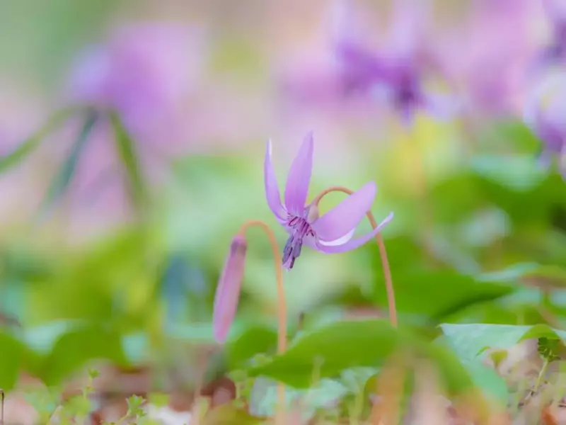 春山 登山 おすすめ カタクリ