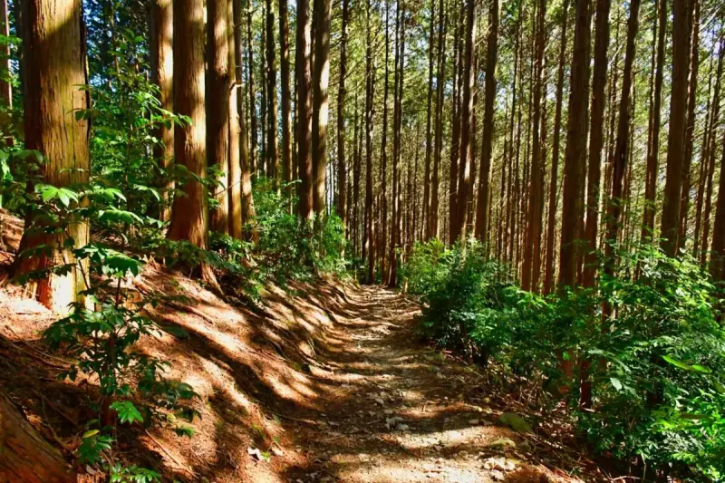 3月 登山 おすすめ 低山 登山道