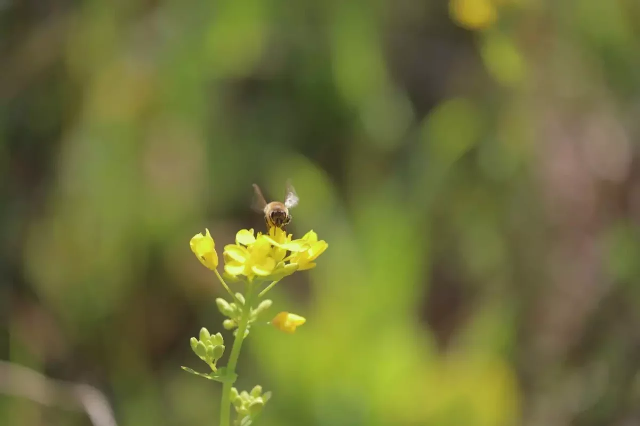 4月 登山 おすすめ 春山 蜂