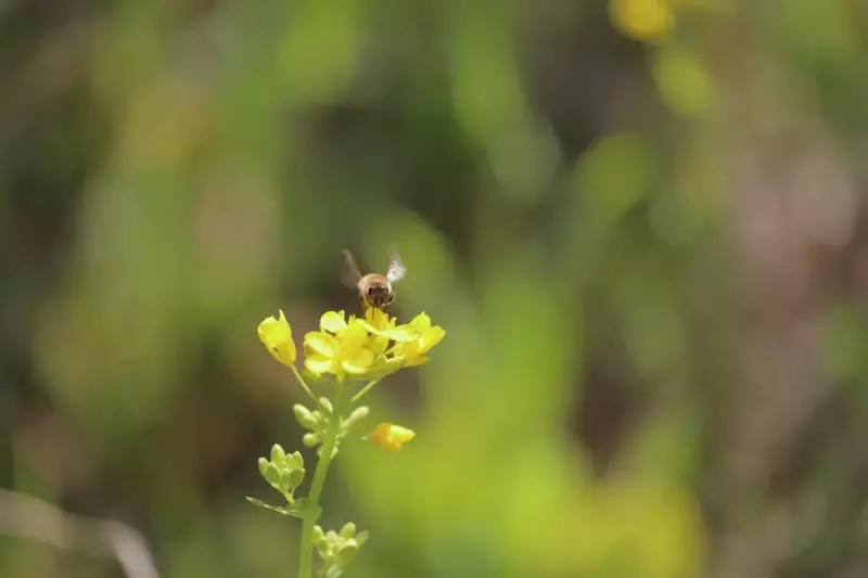 4月 登山 おすすめ 春山 蜂