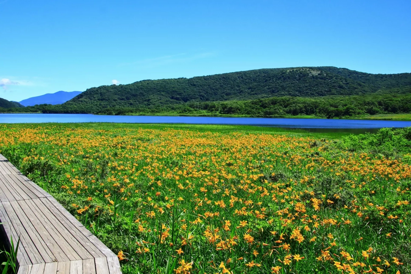 【日帰り登山】しあわせの黄色い絨毯 雄国山・雄国沼湿原|難易度別ルートと登山口アクセス各種情報