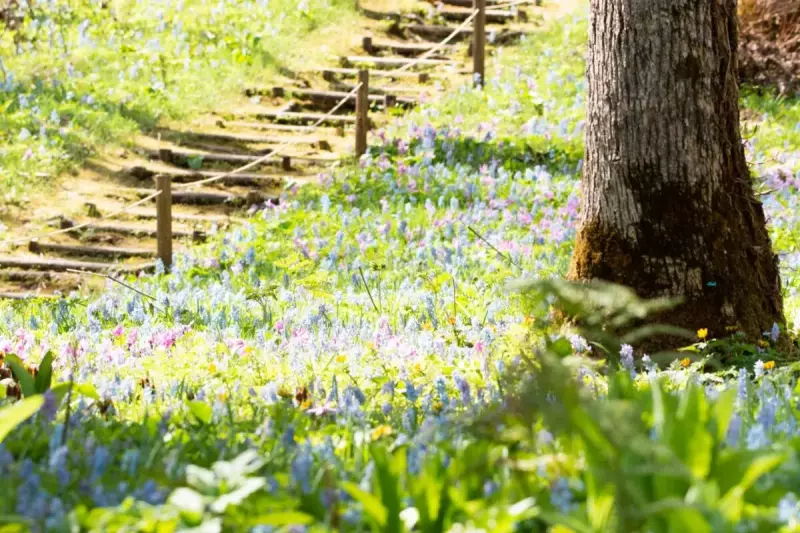 4月 登山 おすすめ 春山 山野草