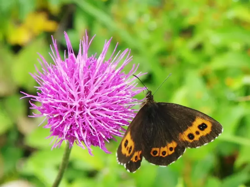 クモマベニヒカゲ