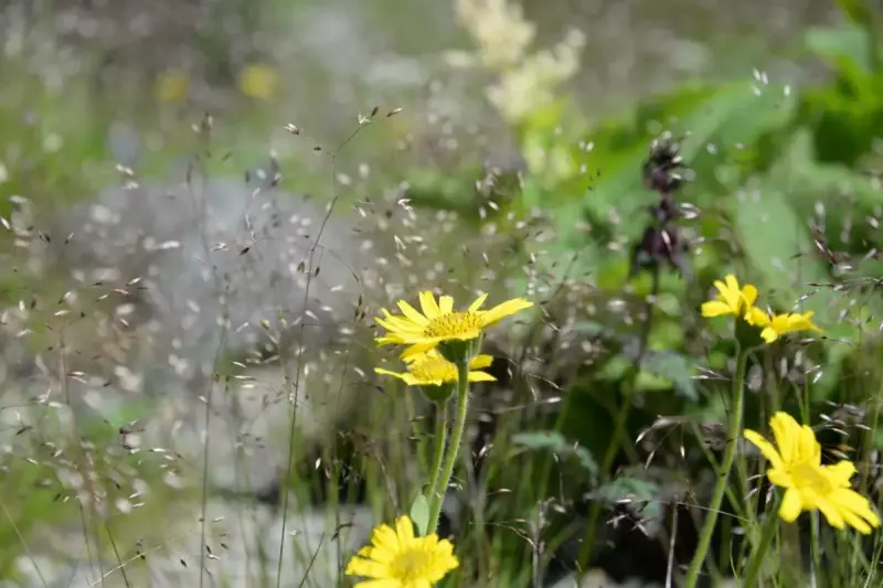 乗鞍岳 登山 高山植物