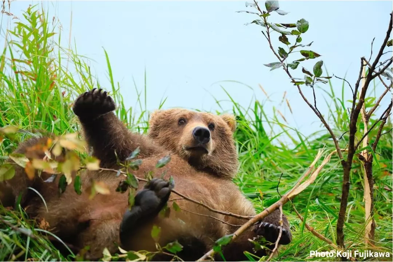 ハイカーたかくらがすすめるクマ対策