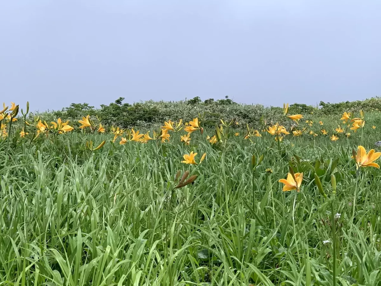 月山ニッコウキスゲ