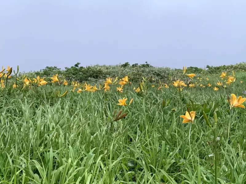 月山ニッコウキスゲ