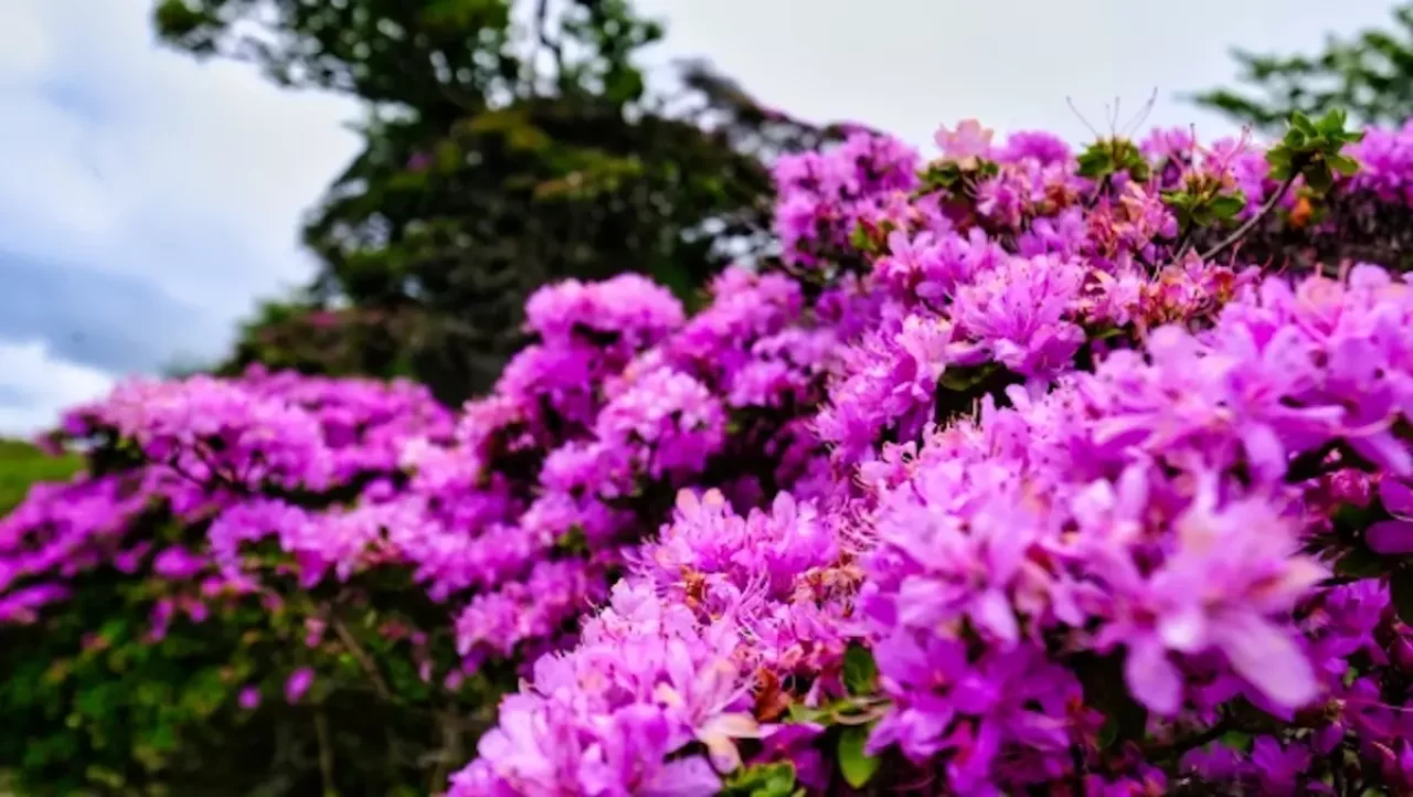 大船山登山ミヤマキリシマ