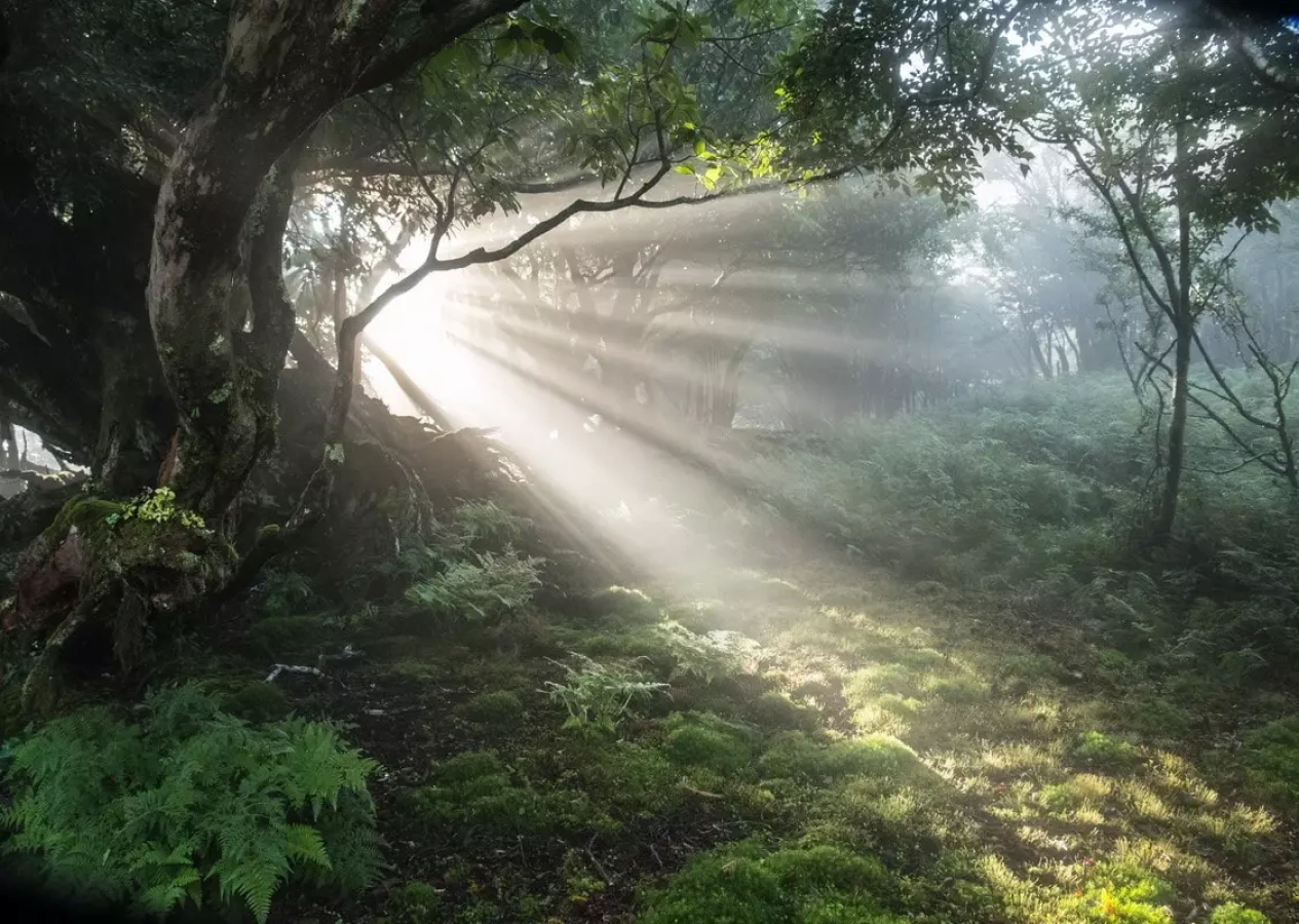天城写友会『伊豆天城山「幽響の森」』