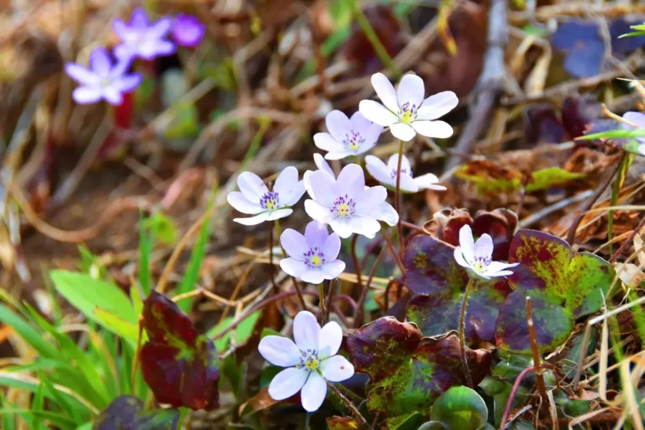 春山 登山 おすすめ 角田山 ユキワリソウ