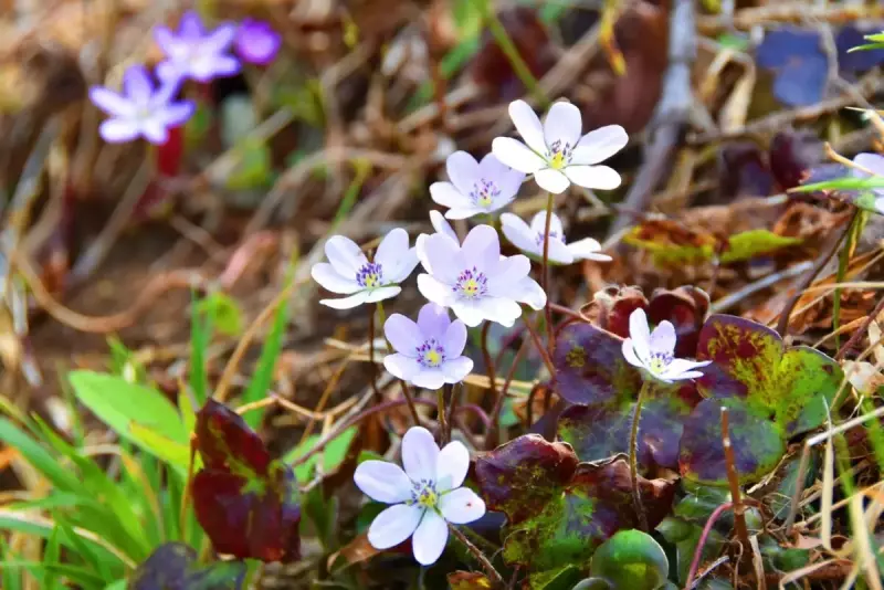 春山 登山 おすすめ 角田山 ユキワリソウ