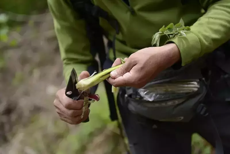 夏ナイフ地面用