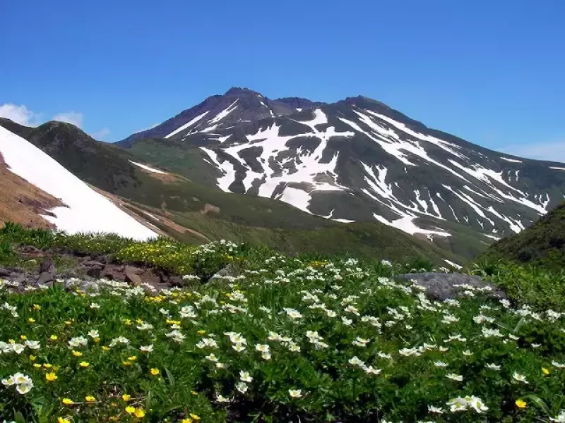 ハクサンイチゲとミヤマキンバイとゼブラ柄を楽しむ鳥海山