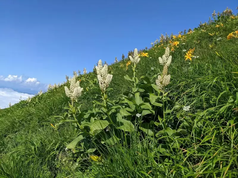 月山に咲くコバイケイソウとニッコウキスゲ