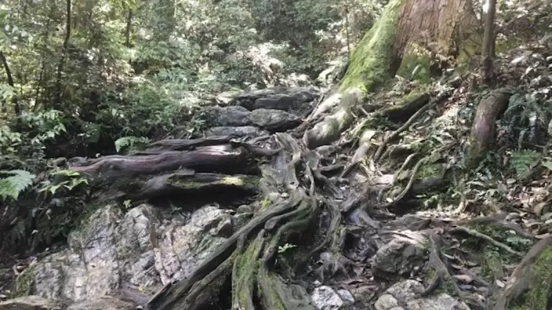 金華山 登山 木の根