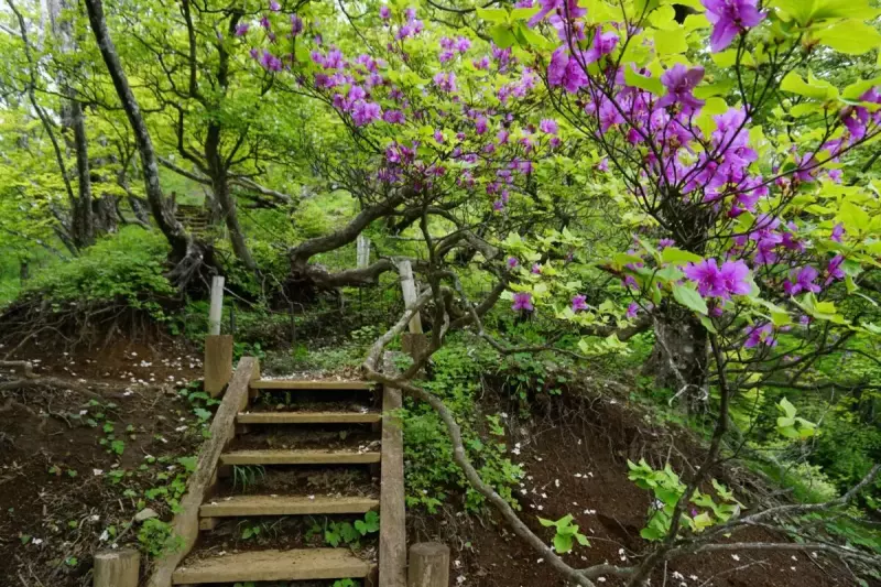 丹沢 登山 檜洞丸 ツツジ新道