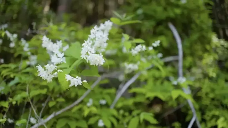 恵那山の高山植物