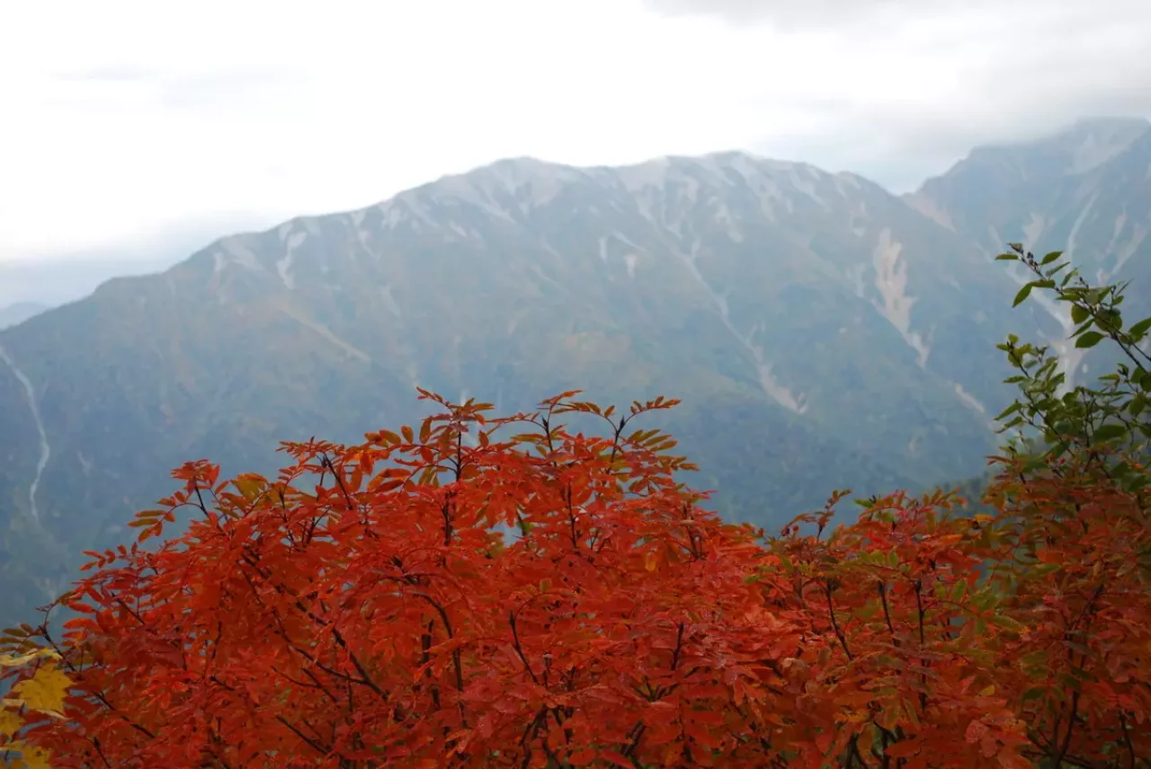 針ノ木岳の紅葉