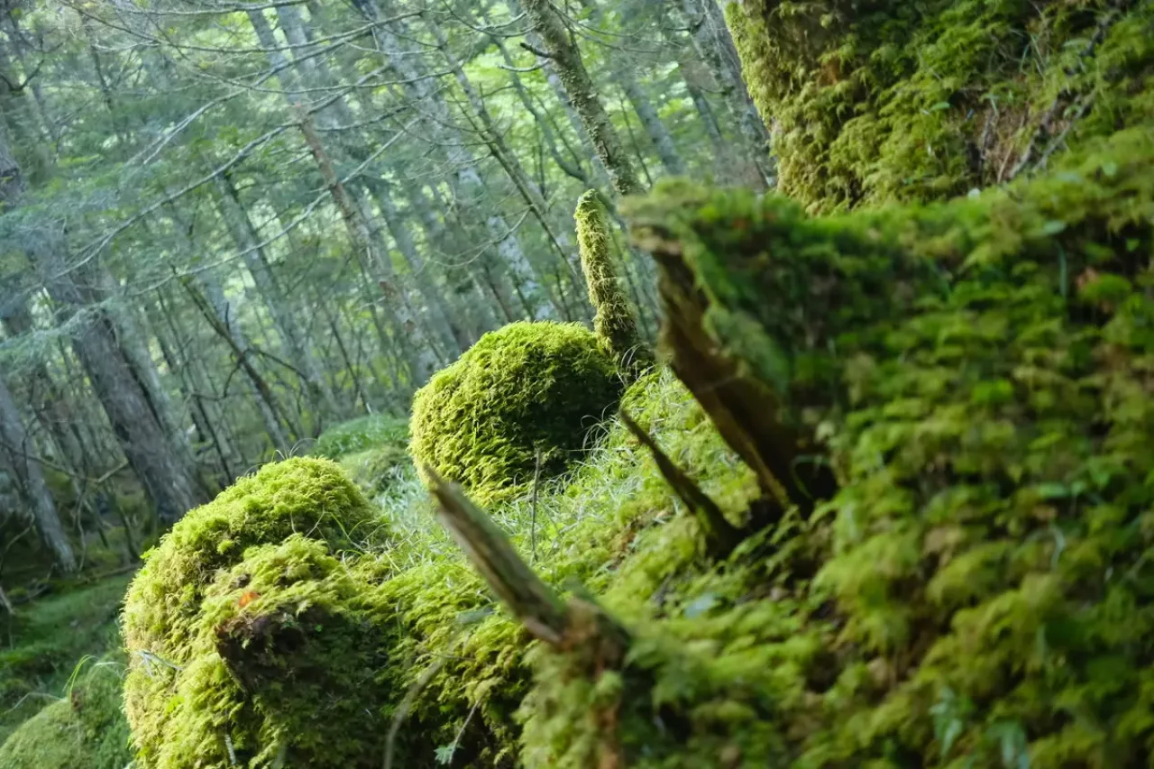 八ヶ岳ならではの苔むした木々