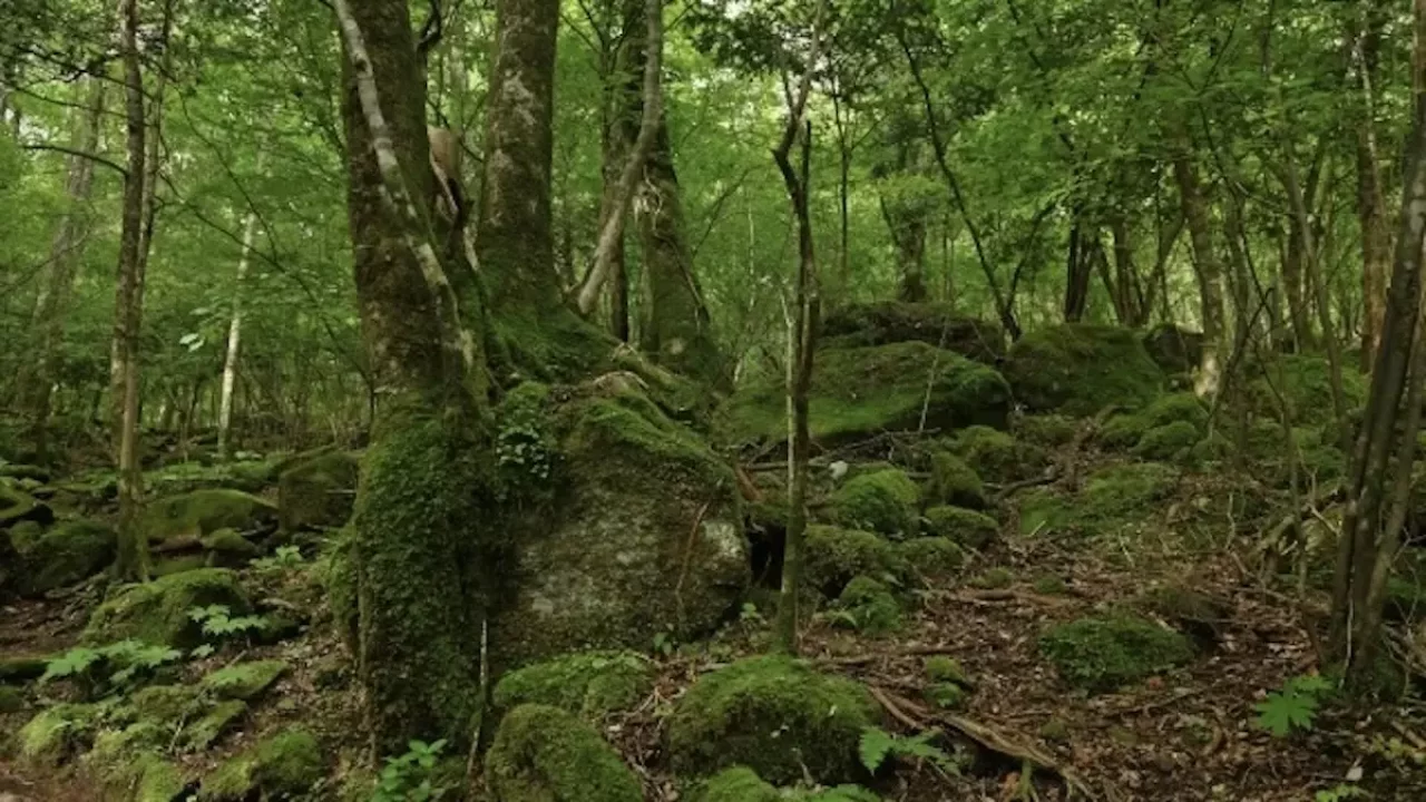 大船山登山吉部登山口ルート