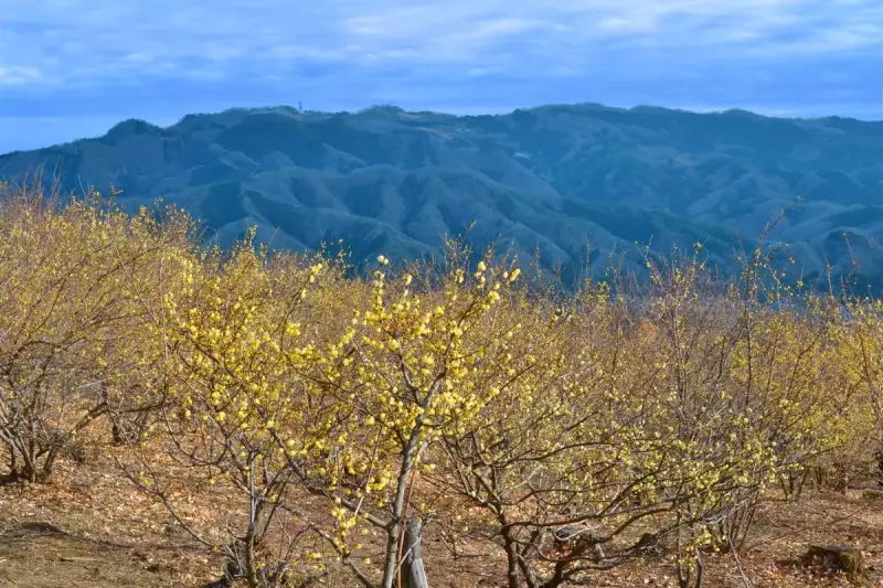 宝登山山頂