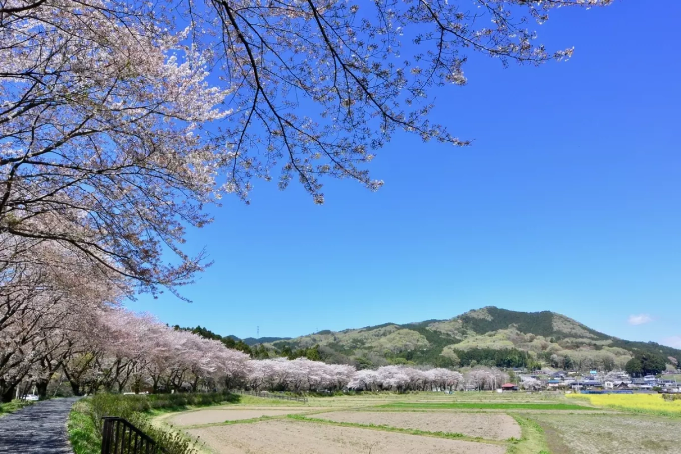日和田山登山|日帰り難易度別ルート3選【春と秋のお花見登山】