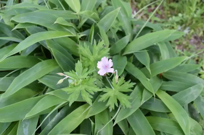 伊吹山 植物 イブキフウロ