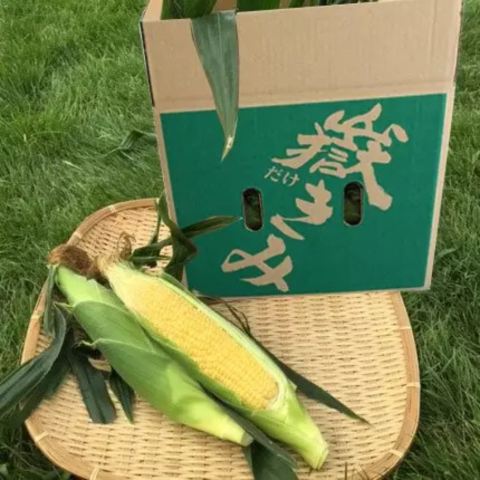 青森県岩木地区の特産品「嶽きみ」
岩木山 登山