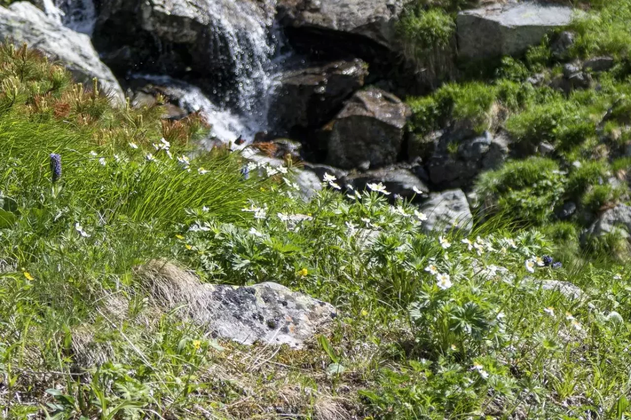 水辺に咲く高山植物
