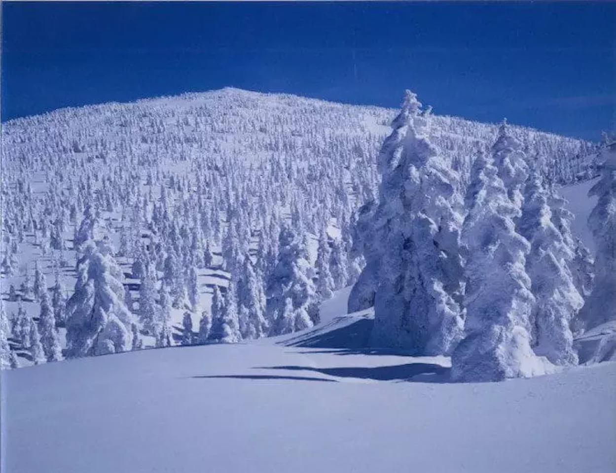 阿仁ゴンドラで行く 森吉山の樹氷鑑賞