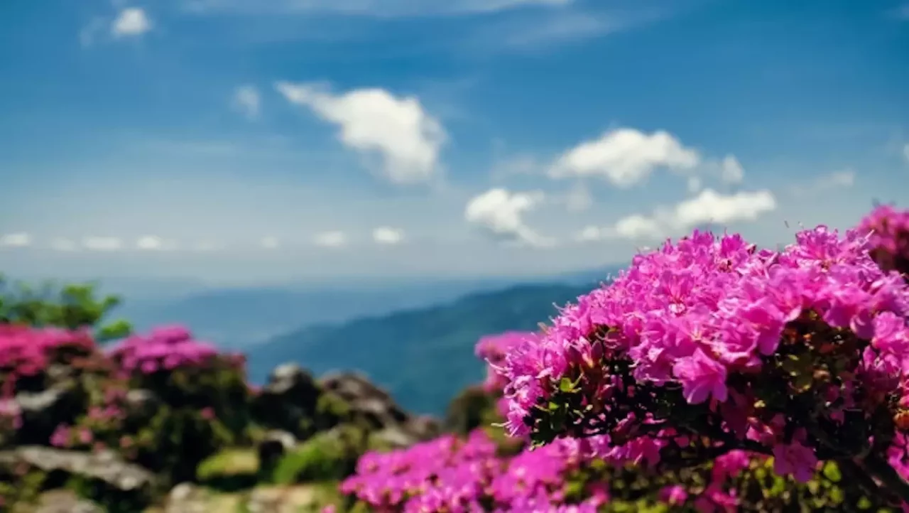 由布岳登山登山道のミヤマキリシマ