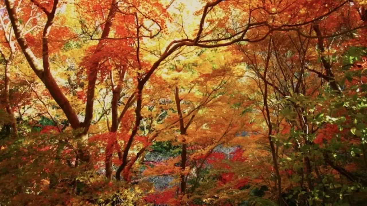 六甲山 登山 紅葉 紅葉谷