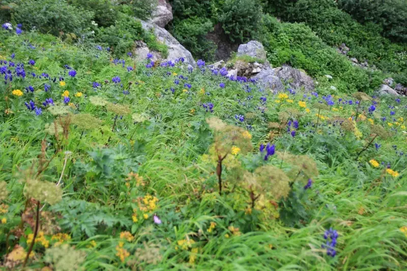 咲き乱れる高山植物