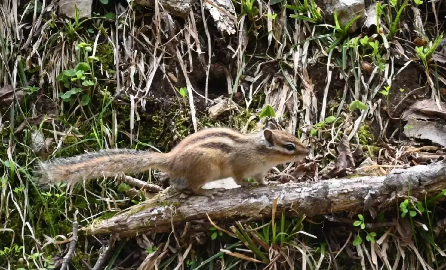 御池岳の登山 - 鈴鹿最高峰でカタクリとリスに会いに