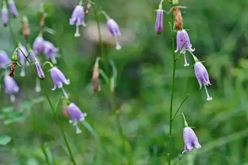 オトメシャジン